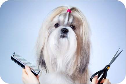 Dog Grooming​