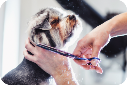 Dog Salon​