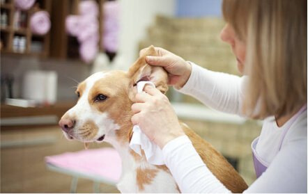 Ear Cleaning Dog Grooming