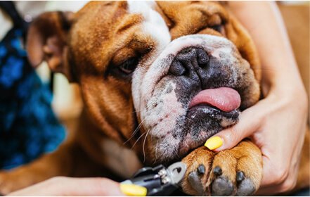 Nail Trimming Dog Grooming