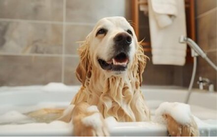 Relaxing Bath Dog Grooming