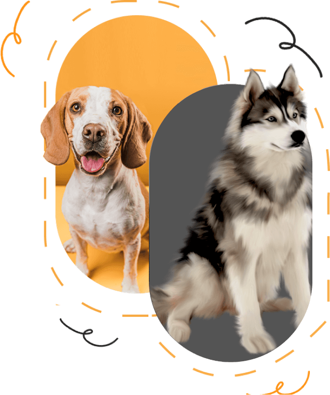 why choose golden cut grooming 1 Dog Grooming